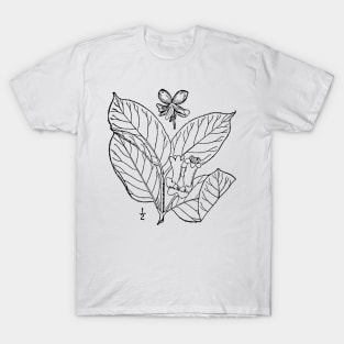 Botanical Scientific Illustration Black and White - Lonicera involucrata T-Shirt